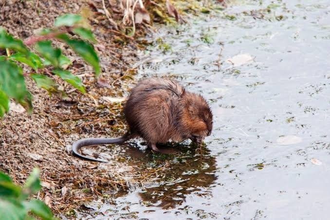 Muskrat