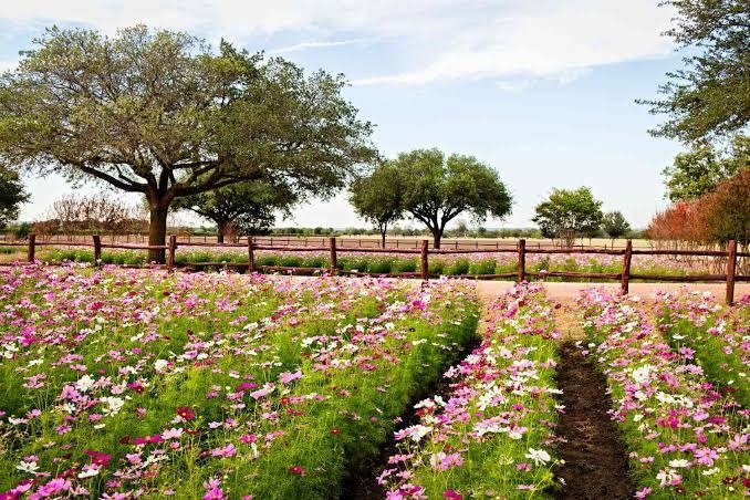 Texas Wildflowers